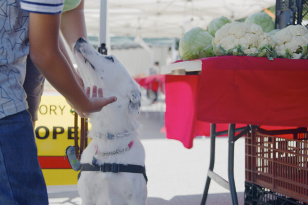 Artemis at the Farmer’s Market. By My Side Documentary Film PTSD service dog Artemis at the Farmer’s Market with US Veteran Army Kim.